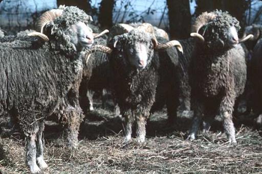 Mouton mrinos d'Arles