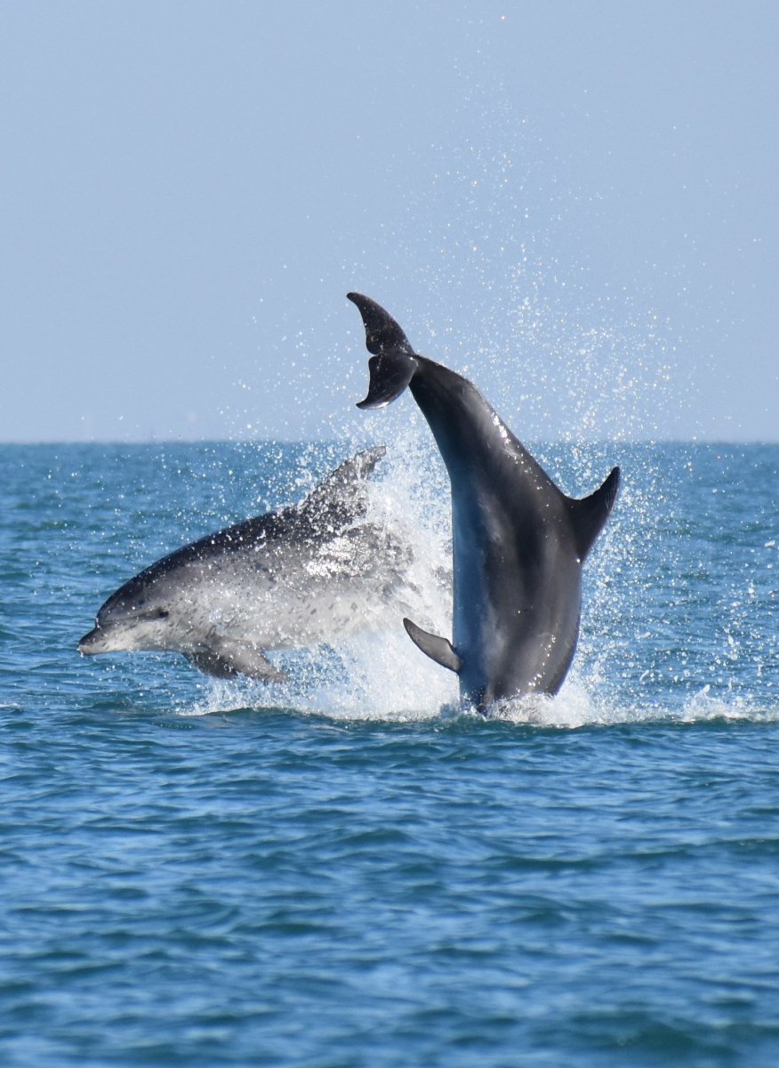 Dauphins Camargue