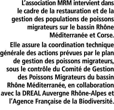 L association MRM intervient dans le cadre de la restauration et de la gestion des populations de poissons migrateurs   