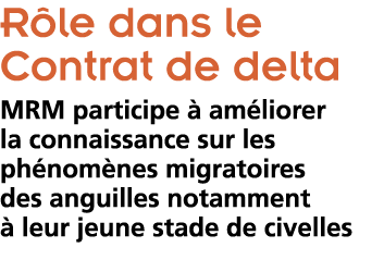  R le dans le Contrat de delta MRM participe   am liorer la connaissance sur les ph nom nes migratoires des anguilles   