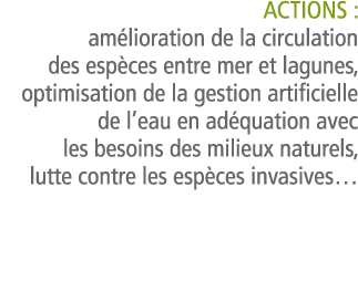  Actions   am lioration de la circulation des esp ces entre mer et lagunes  optimisation de la gestion artificielle d   